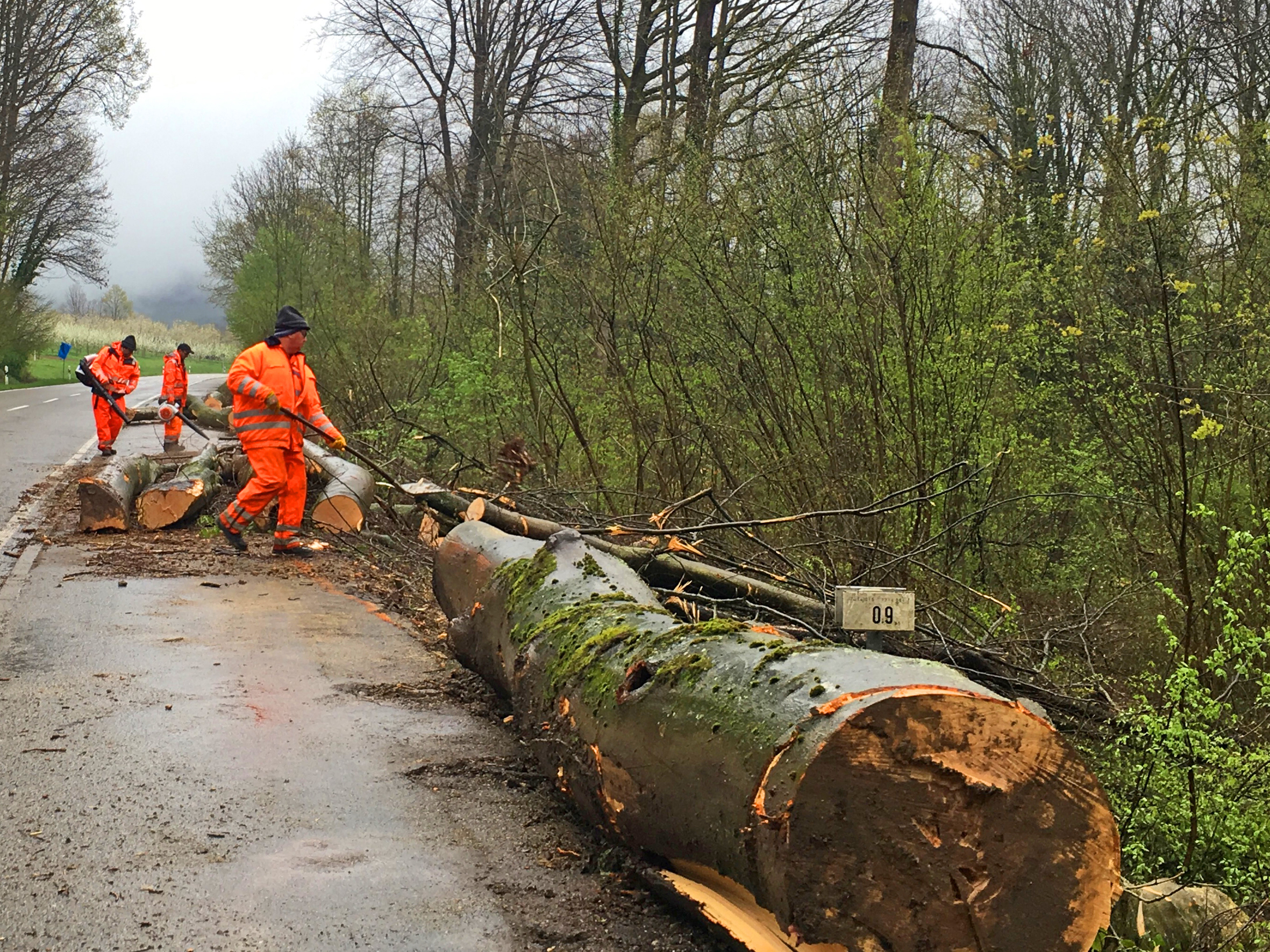Aus Verkehrssicherungsgründen führten das Amt für Waldwirtschaft und das Straßenbauamt im Zuge der Landesstraße zwischen Achern und Sasbachwalden umfassende Baumfällarbeiten durch.