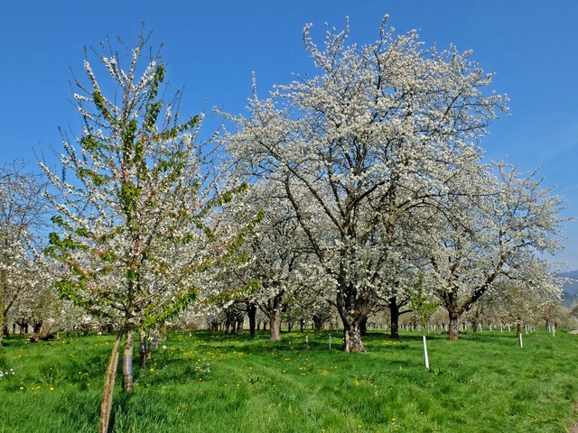 Foto: Alfred Schramm