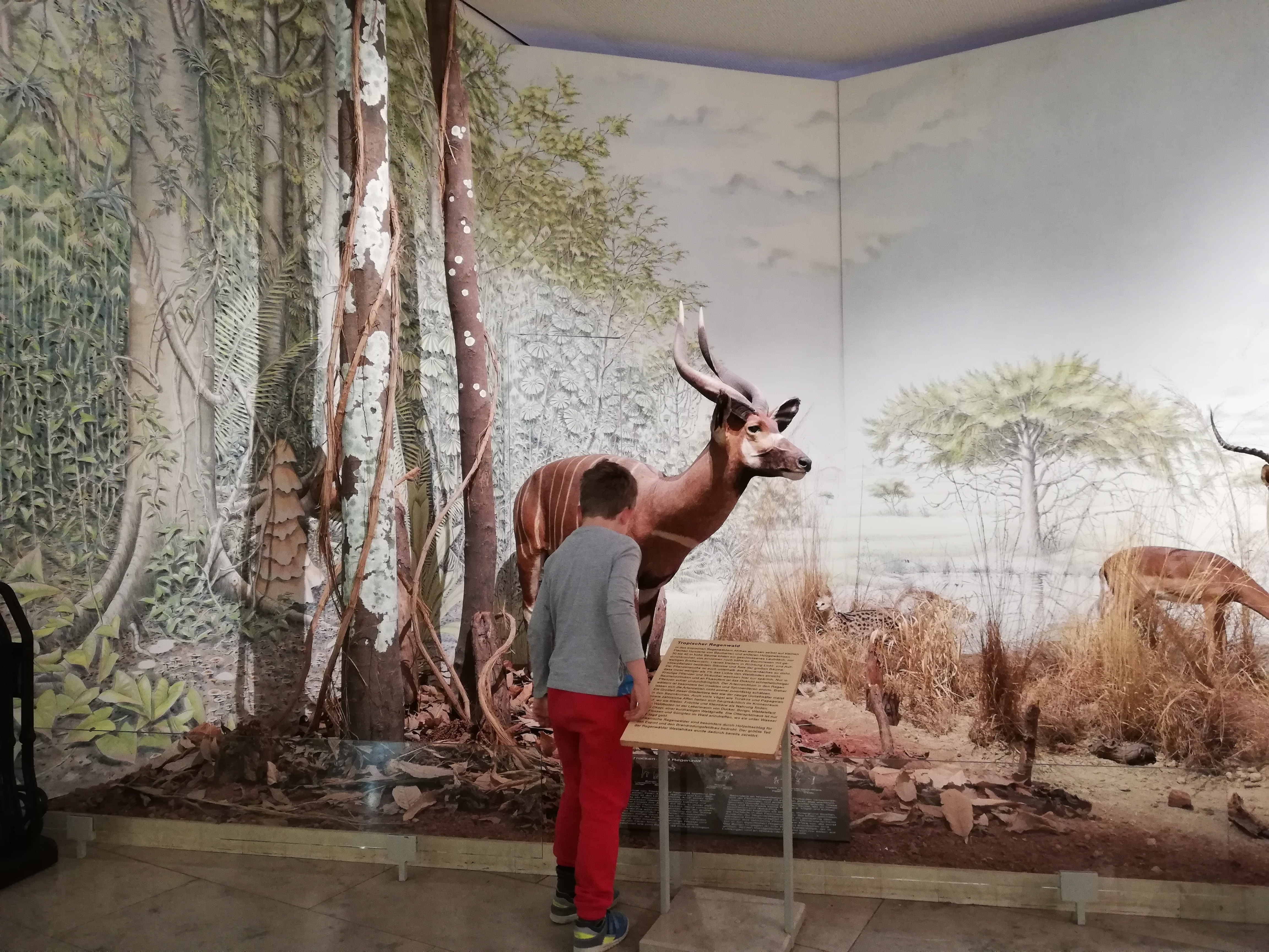 Viel zu entdecken gibt es im Naturkundemuseum in Karlsruhe.