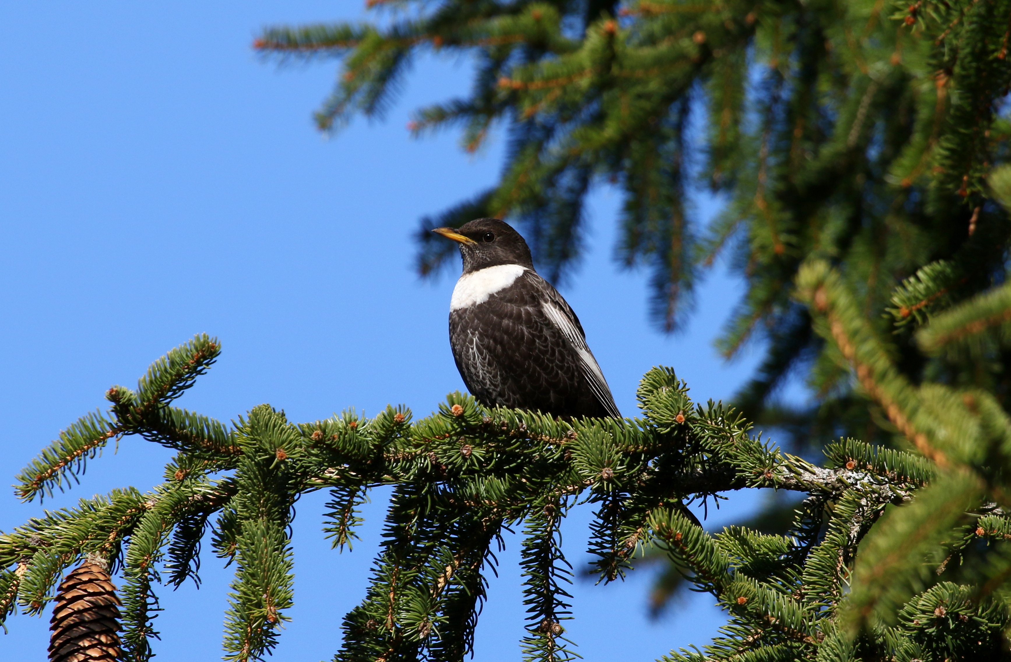 Die Ringdrossel – eine der vom Aussterben bedrohten Brutvogelarten im Schwarzwald.
