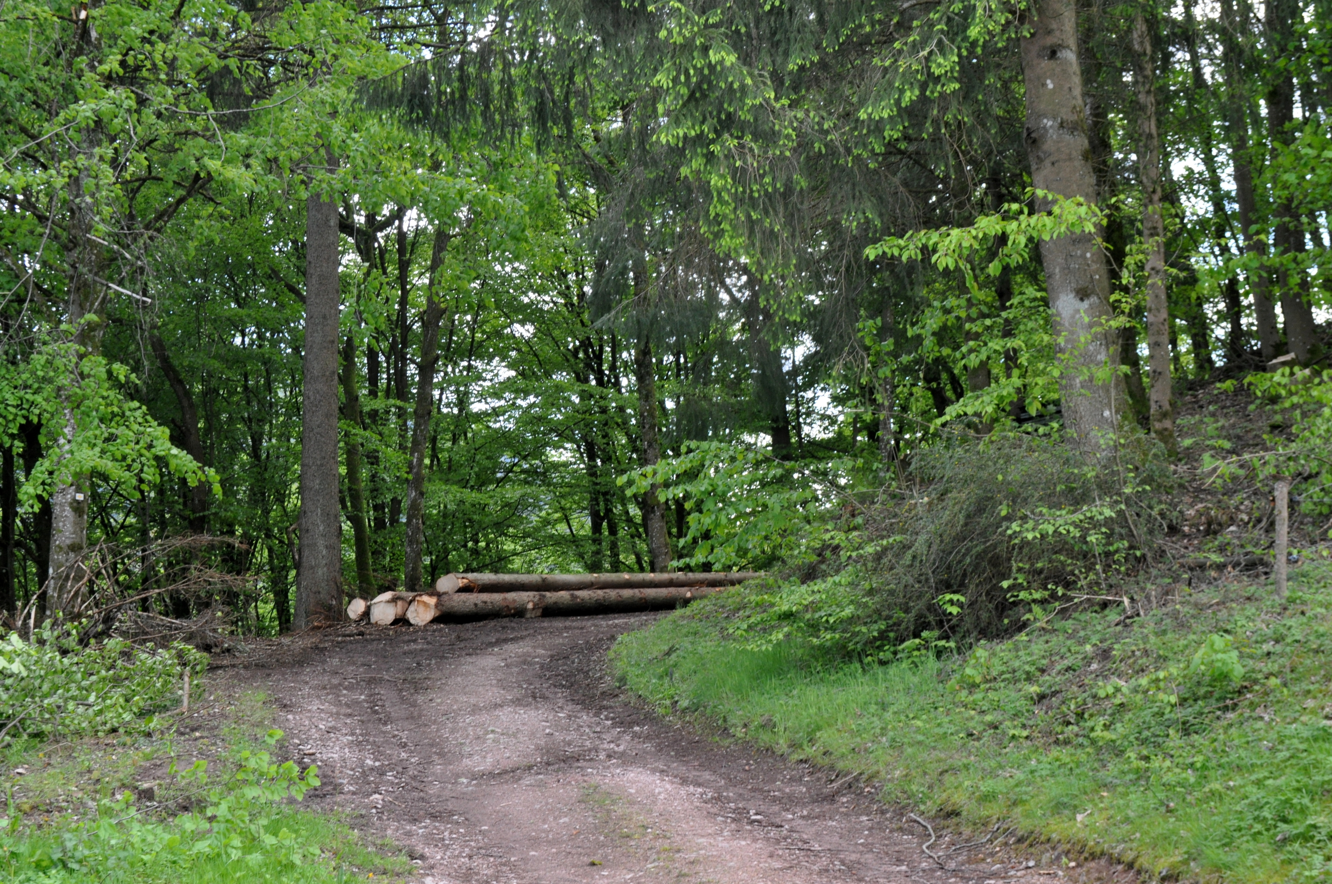Der Forst im Revier Bad Peterstal-Griesbach leidet immer noch unter der langen Trockenperiode im vergangenen Jahr, die den Bäumen stark zusetzte.