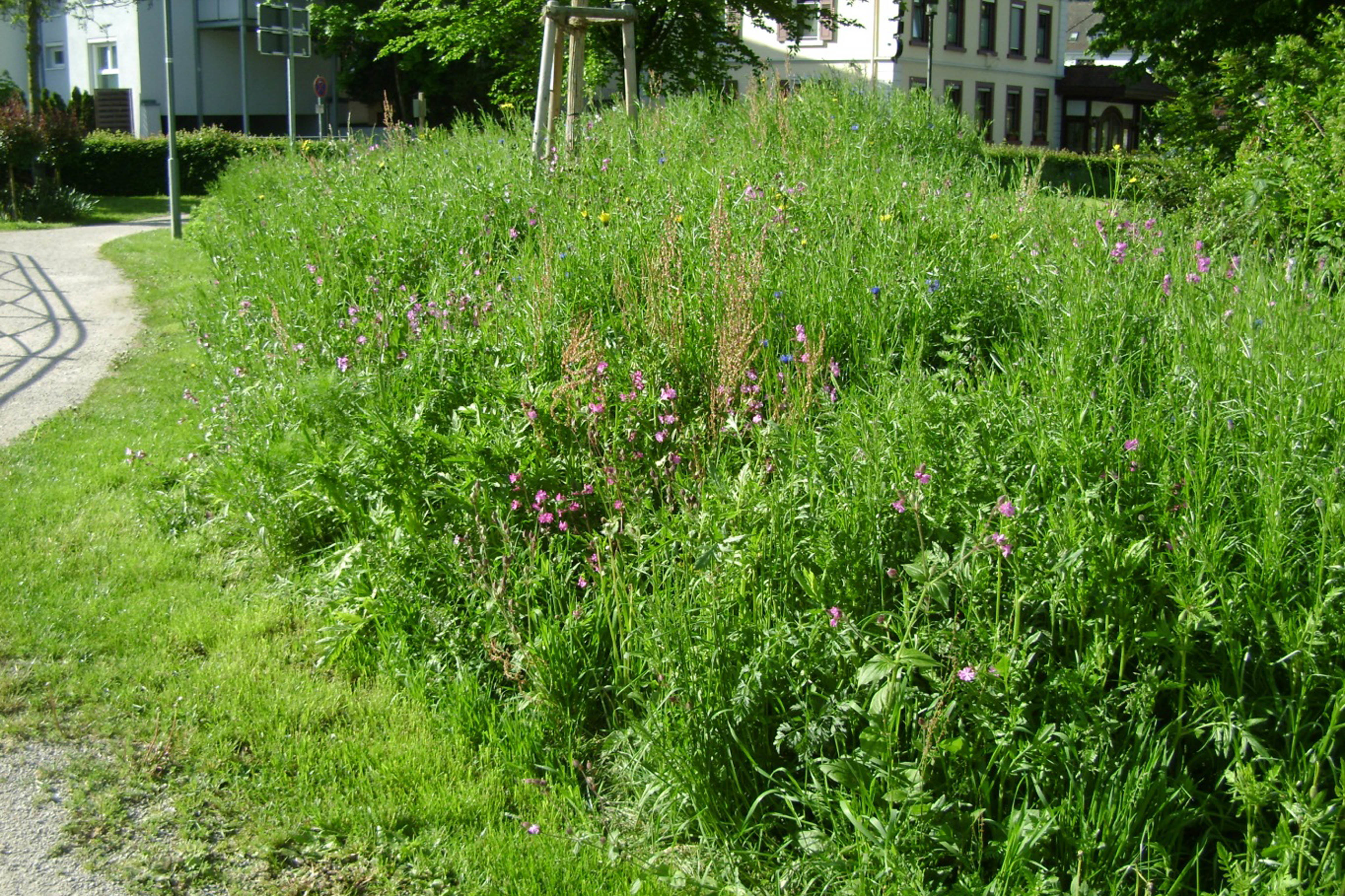 Gerade zu Anfang kann es nötig sein, eine blühende Wildblumenfläche abzumähen. Dadurch erhalten die noch kleinen Jungpflanzen von mehrjährigen Arten Platz und Licht zum Wachsen und andere Arten werden am Aussamen gehindert.