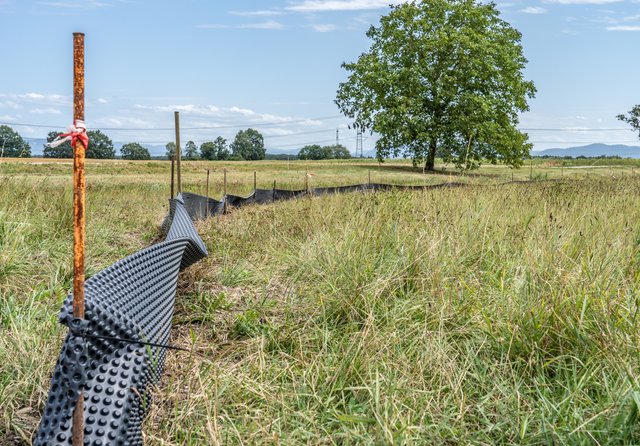 Das neue zu Hause für die Zaun- und Mauereidechsen soll eine Wiese auf der anderen Straßenseite werden.