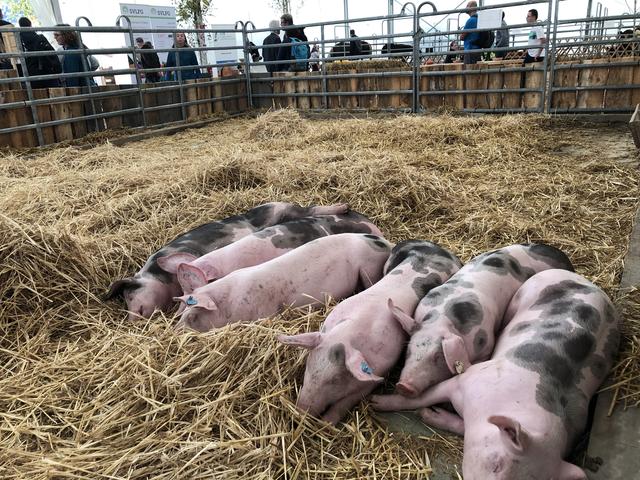 In der Tierhalle von Stress keine Spur | Foto: ds
