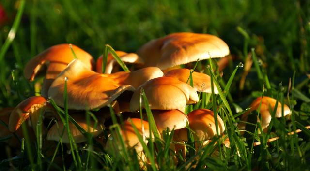 Foto: Ortenautin Sabine-Susann Singler