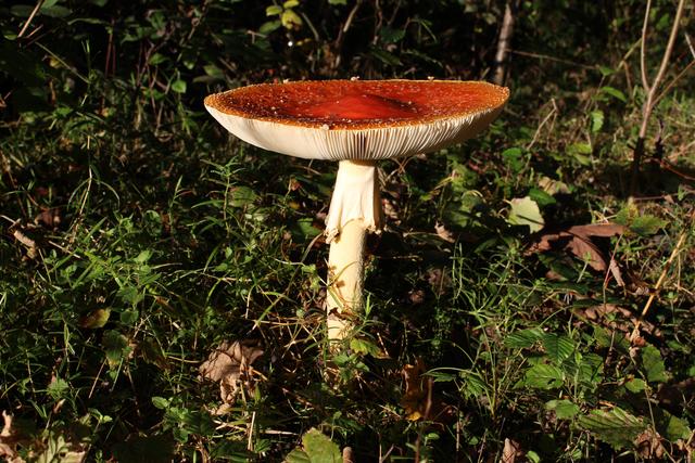 Foto: Ortenaut Günter Peter