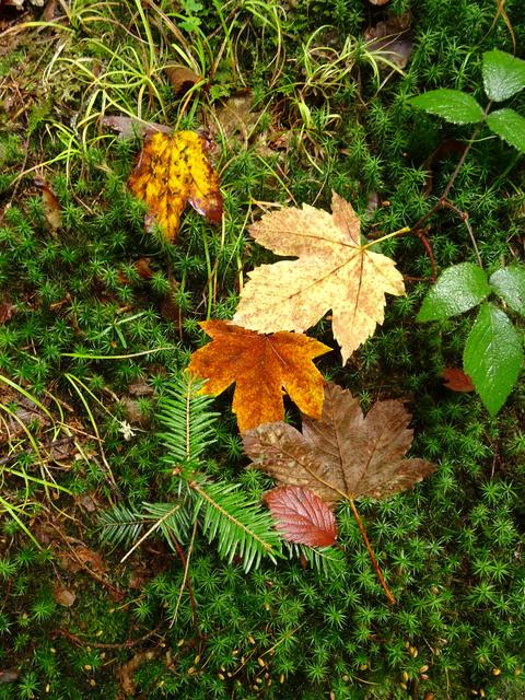 Foto: Ortenautin Iris Hübner
