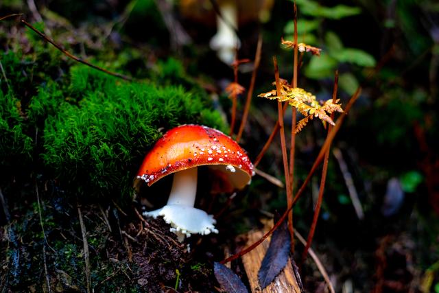 Foto: Ortenautin Achim Bartelt