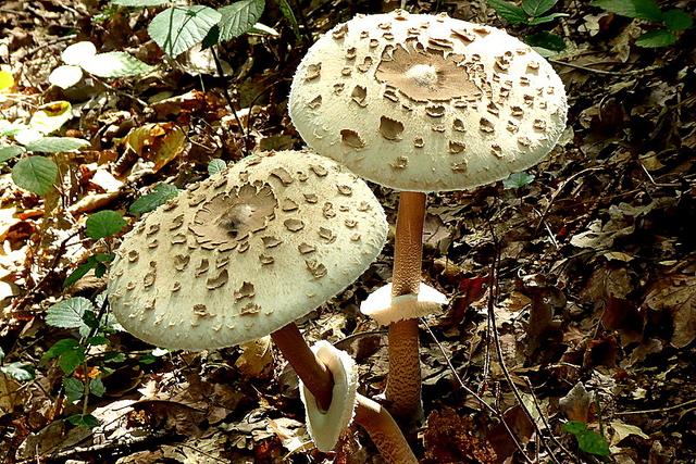 Foto: Ortenaut Albert Bauer