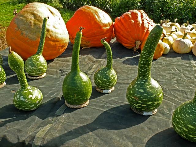 Foto: Ortenaut Carlo el Bombero