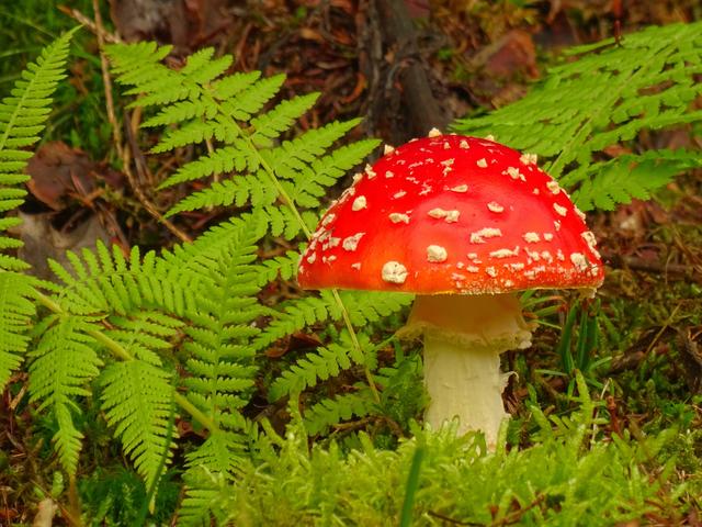 Foto: Ortenautin Iris Hübner