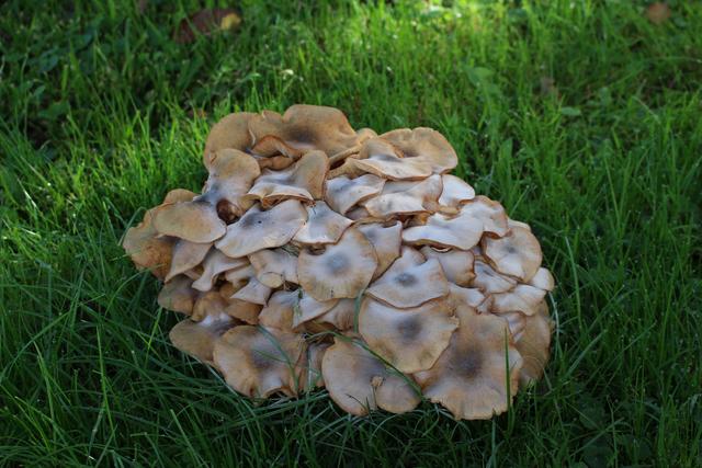 Foto: Ortenaut Günter Peter