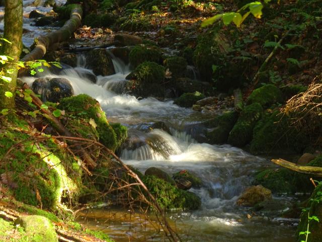 Rotenbach (Zufluss des Lierbachs unterhalb der Wasserfälle, Oppenau)