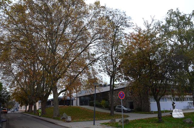 Auch Bäume an der Kehler Stadthalle sind von den Baumfällarbeiten betroffen.