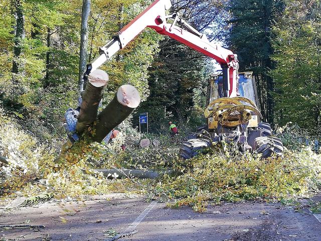 Allein auf der Seelbacher Seite des Schönberges lag der Holzeinschlag bei über 1.200 Festmetern. | Foto: LRA Ortenaukreis