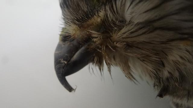 Foto: Tierheim Lahr