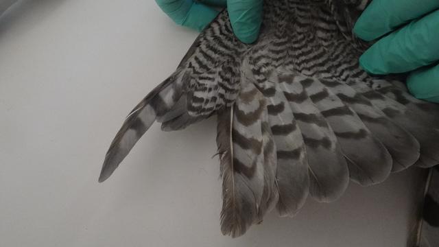 Foto: Tierheim Lahr