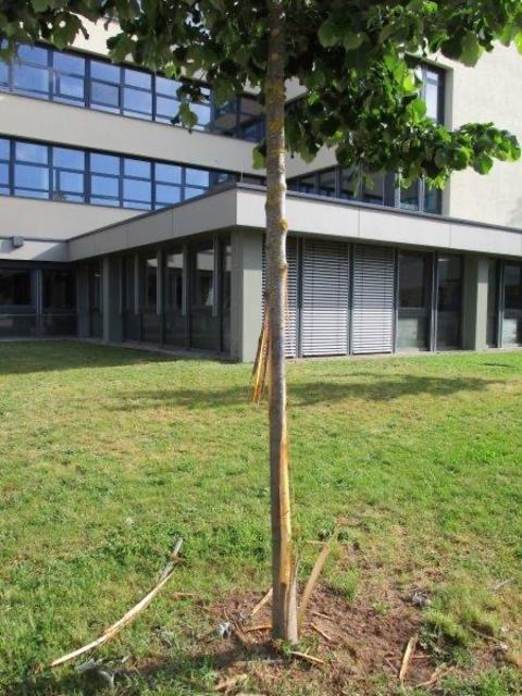 Die jungen Bäume im Innenhof einer Schule in der Zähringer Straße sind stark geschädigt. | Foto: Polizei