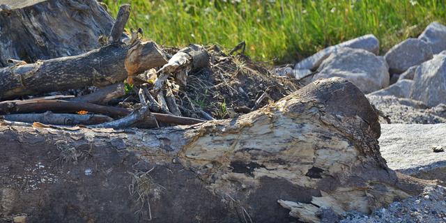 Die Eidechse (Mitte) hat sich bereits gut in ihren neuen Lebensraum eingelebt und erkundet wachsam die Umgebung. | Foto: Stadt Kehl