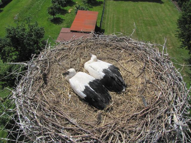 Eine prima Aussicht für den Storchennachwuchs über den Rathaushof in in Urloffen. | Foto: Mercier