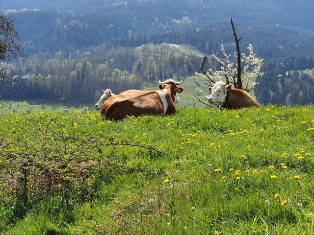 Picknick über Oppenau   | Foto: UB