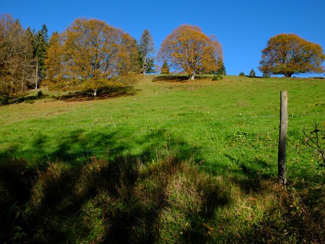 Prachtvolle Bäume mit ihren mächtigen Baumkronen. | Foto: Alfred Schramm