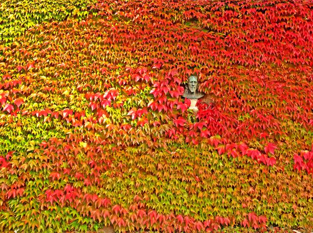 Wer mag er sein, der durch das bunte Laub hervorschaut? | Foto: Alfred Schramm