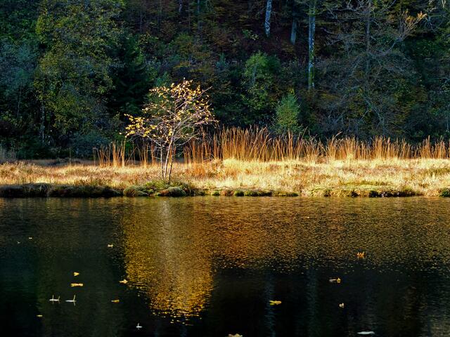 Der Nonnenmattweiher, er liegt bei der Gemeinde "Kleines Wiesental." Er ist ein kleiner idyllischer Karsee der sich wie viele Karssen im Schwarzwald insbsonders im Herbst ein ideales Fotoziel darstellt.  | Foto: Alfred Schramm