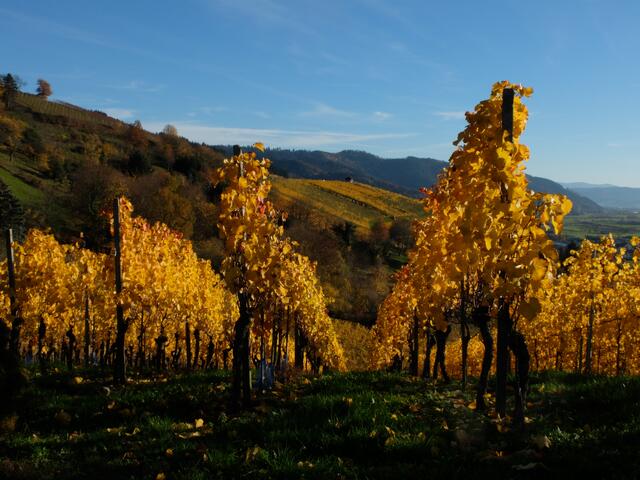 Angestrahlt von der Abendsonne leuchten golden die Rebblätter, der Weinstöcke.  | Foto: Alfred Schramm
