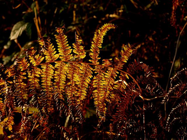 Goldener Farn. | Foto: Alfred Schramm