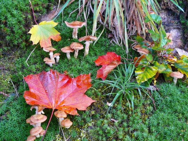 Pilze und buntes Blattwerk. Es bedarf nicht viel für eine herbstliches Motiv. | Foto: Alfred Schramm