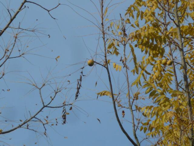 Die letzte Frucht will nicht fallen | Foto: UB