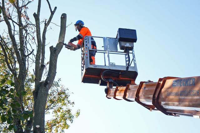 Zwei Bäume, die in die Einflugschneise des Sundheimer Flugplatzes ragen, werden gefällt. Betriebshofmitarbeiter beseitigen am Donnerstag in Kehl die Gefahr für die Hobbypiloten. | Foto: Foto: Stadt Kehl