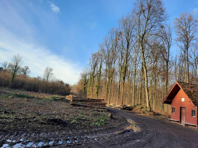 Foto: Gemeinde Ringsheim