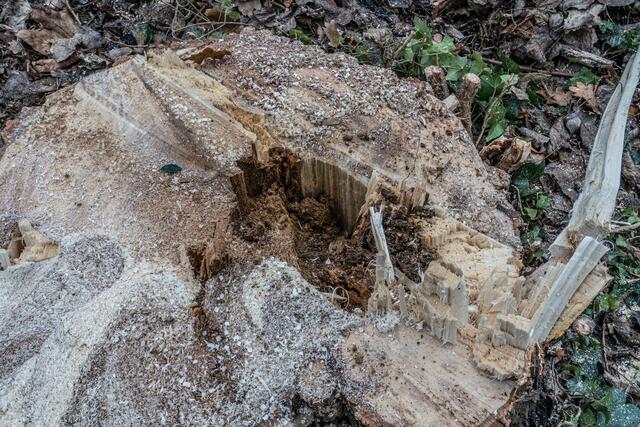 Der Stamm des gefällten Baumes weist bereits Hohlräume auf, daneben ist die Fäulnis weit fortgeschritten. | Foto: Stadt Kehl