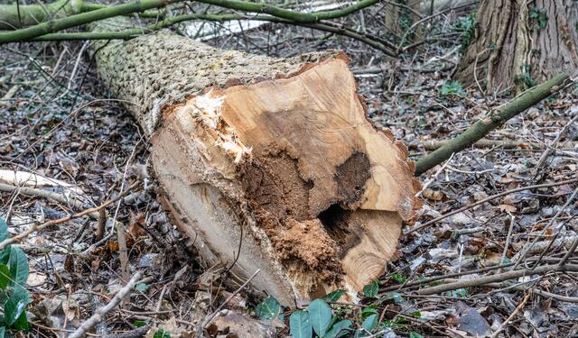 Der Stamm des gefällten Baumes weist bereits Hohlräume auf, daneben ist die Fäulnis weit fortgeschritten. | Foto: Stadt Kehl