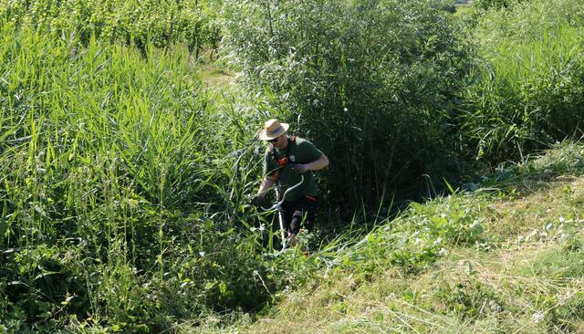 Unter anderem mit Freischneidern rückten die Helfer dem wuchernden Gebüsch zu Leibe. | Foto: Naturpark Schwarzwald Mitte/Nord