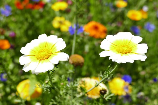 Foto: Thomas Bäumle