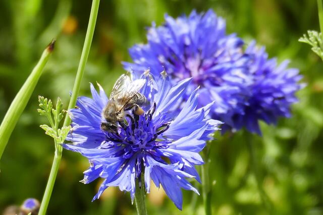 Foto: Thomas Bäumle