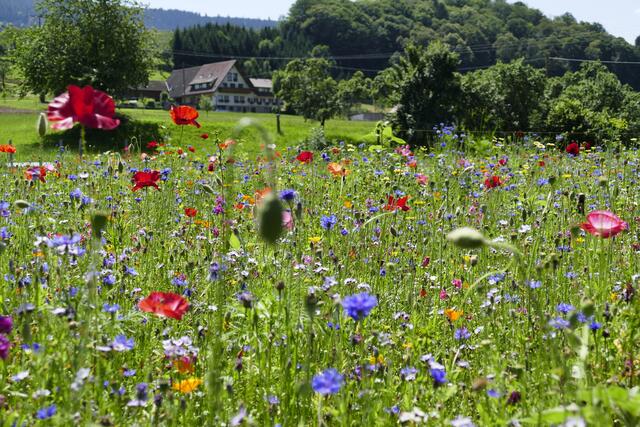 Foto: Thomas Bäumle