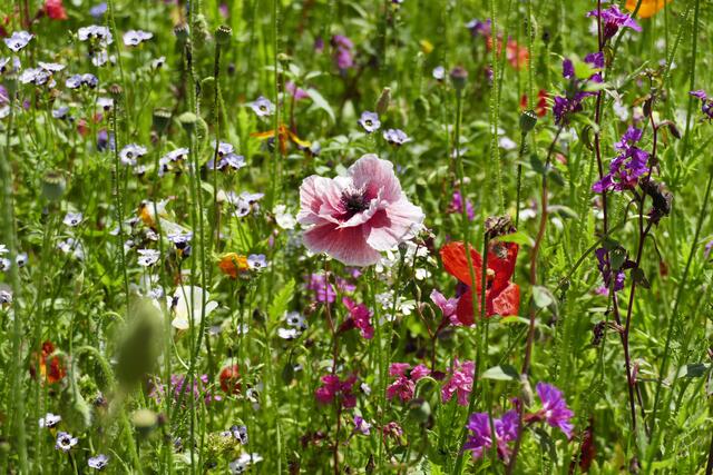 Foto: Thomas Bäumle