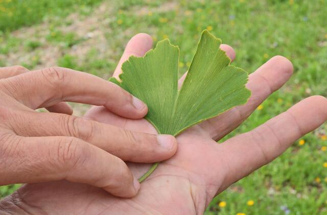Auf einem Grünstreifen neben der Villa Schmidt wurden Bäume gepflanzt, die auch höhere Temperaturen gut vertragen, so zum Beispiel ein Gingko.  | Foto: Stadt Kehl