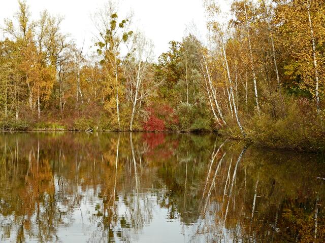 Gerademal ca. 400 Meter vom Ichenheimer Anglerheim entfernt, findet man so ein schönes Motiv mit diesen sich im Wasser spiegelnden Birken. | Foto: Alfred Schramm