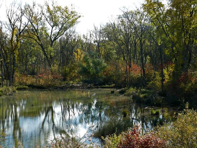 Im Schutzgebiet der Rohrscholleninsel befinden sich in den Wäldern etwa zehn Teiche.  | Foto: Alfred Schramm