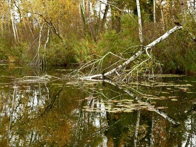 Die gebrochene Birke wird wohl so in den kommenden Jahren ihr Dasein fristen.  | Foto: Alfred Schramm