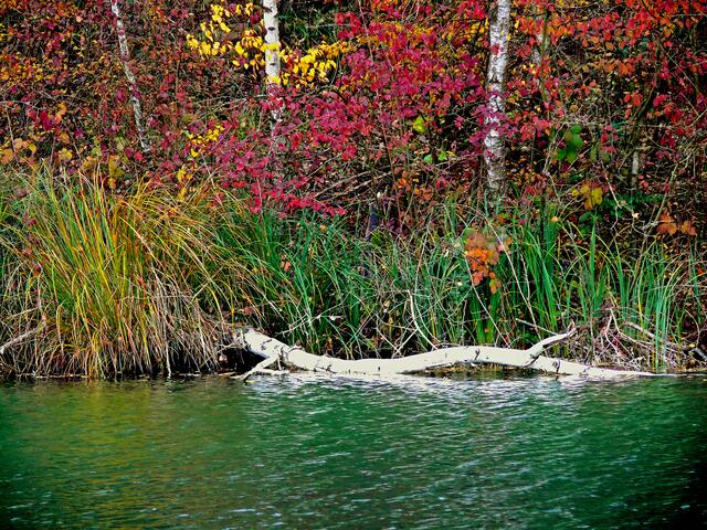 Buntes Blattwerk und smaragdgrünes Wasser, einfach schön. | Foto: Alfred Schramm