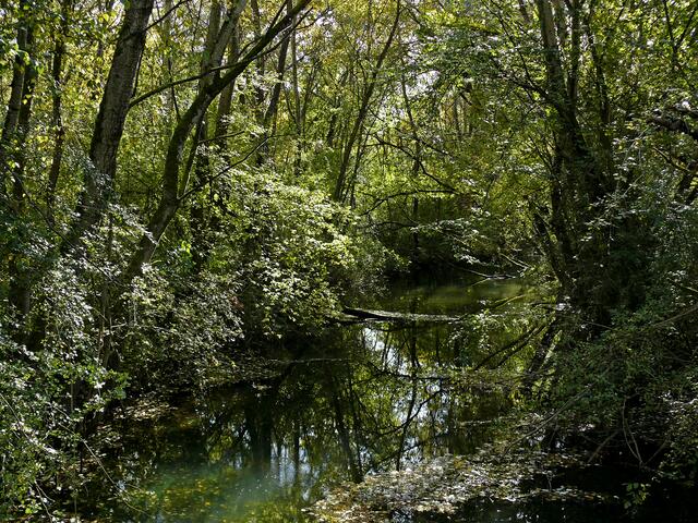 Fast wie im Urwald des Amazonas. | Foto: Alfred Schramm