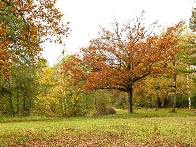 Auch wenn der Himmel bedeckt ist, gibt es im Herbst schöne Bilder.  | Foto: Alfred Schramm