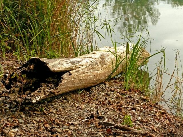 Am Ufer liegend und der Natur überlassen. | Foto: Alfred Schramm