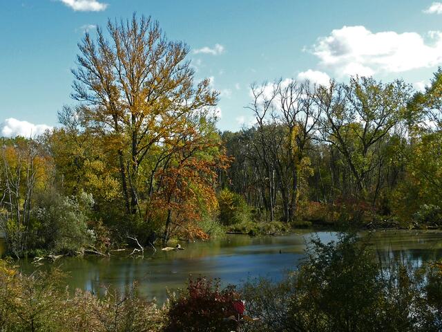 Nicht fließenden Seitenarme, wie hier zu sehen, bilden oftmals flache Gewässer, in denen sich zahlreiche Wasserpflanzen entwickeln. Libellen, Fische und Wasservögel finden hier Nahrung und Brutplätze.
 | Foto: Alfred Schramm